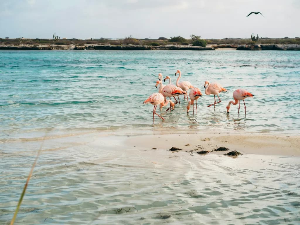 Niderlandy Karaibskie - Bonaire, flamingi i turkusowa woda