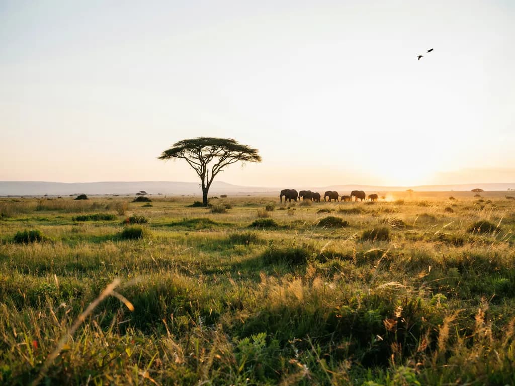 Masai Mara o świcie - akacja i stado słoni